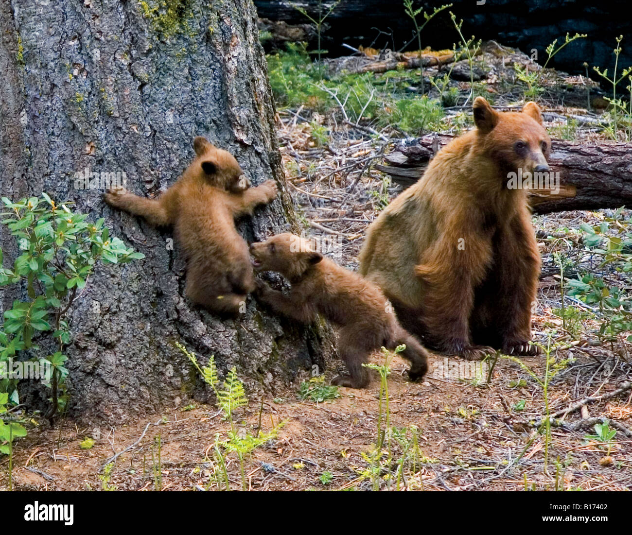 List 96+ Images are there grizzly bears in sequoia national park Stunning