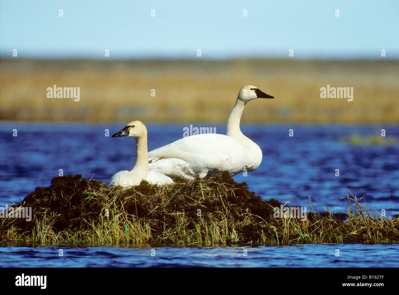 Nesting tundra swans (Cygnus columbianus), arctic tundra, northern