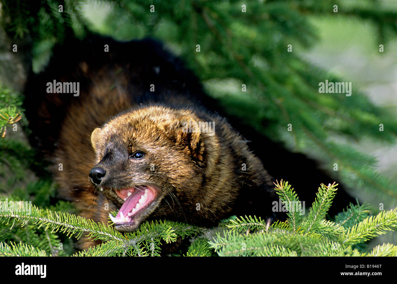 Adult fisher (Martes pennanti) in a spruce tree, Alberta, Canada Stock