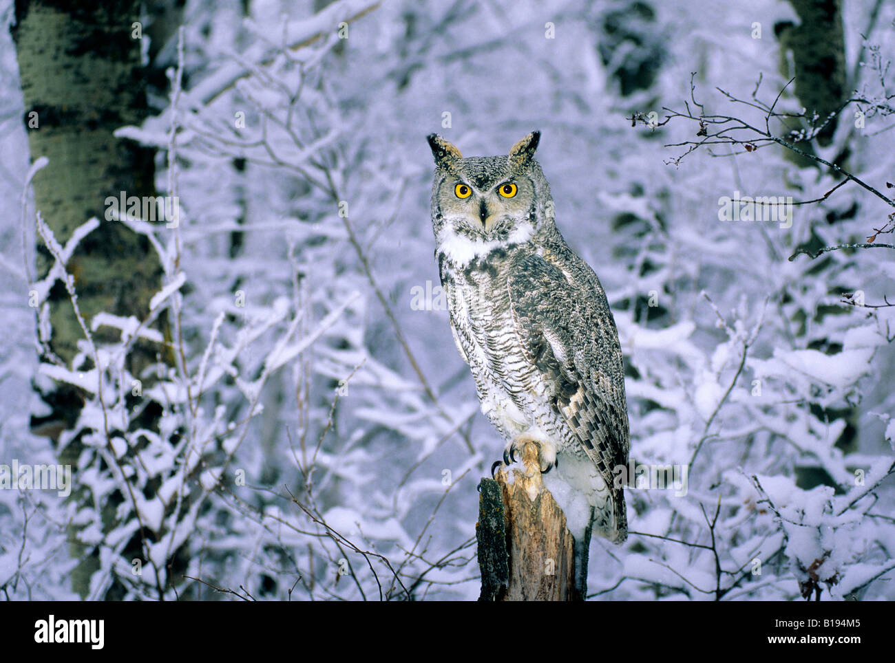 Adult Female Great Horned Owl Bubo Virginianus In A Snowy Aspen