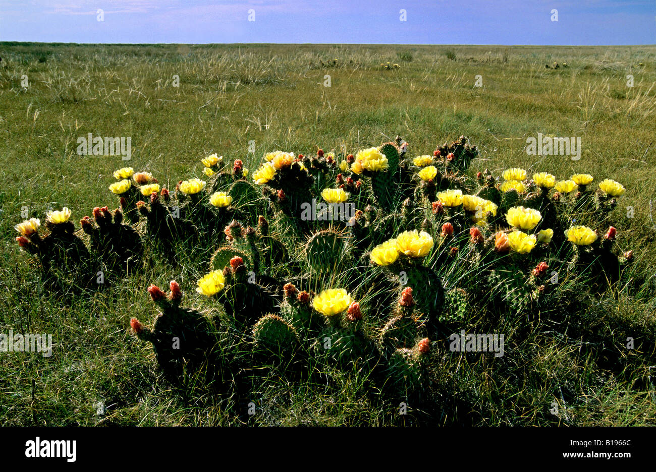 Prickly pear cactus (Opuntia spp.), prairie Alberta, Canada Stock Photo