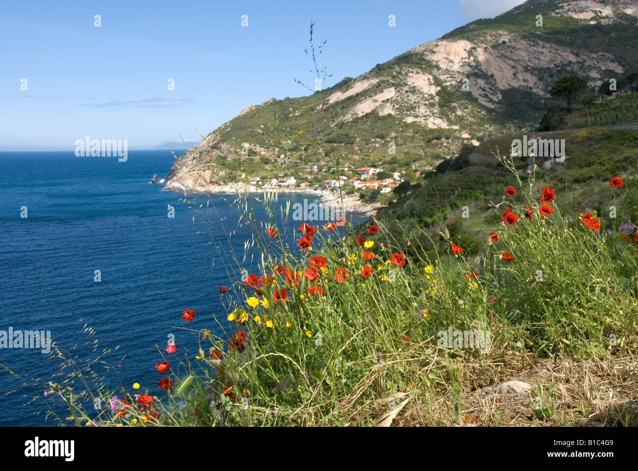 Wild flowers growing along the coast of Island of Elba (Isola Stock