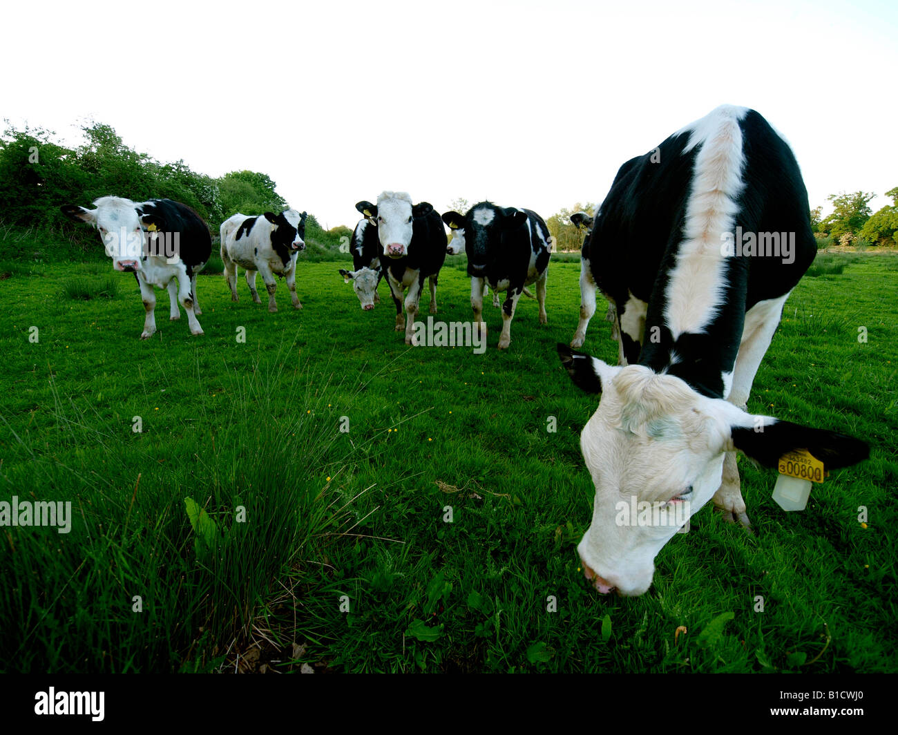 Group Of Cattle 108