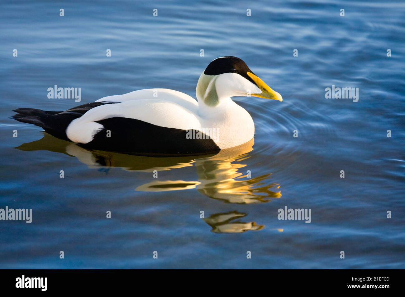 Eider Drake The Common Eider Duck Somateria mollissima Stock Photo