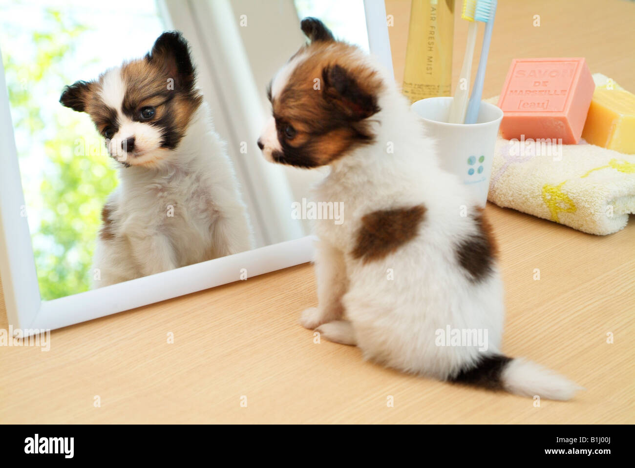 Papillon puppy sitting in front of a mirror Stock Photo, Royalty Free Image 18220178 Alamy