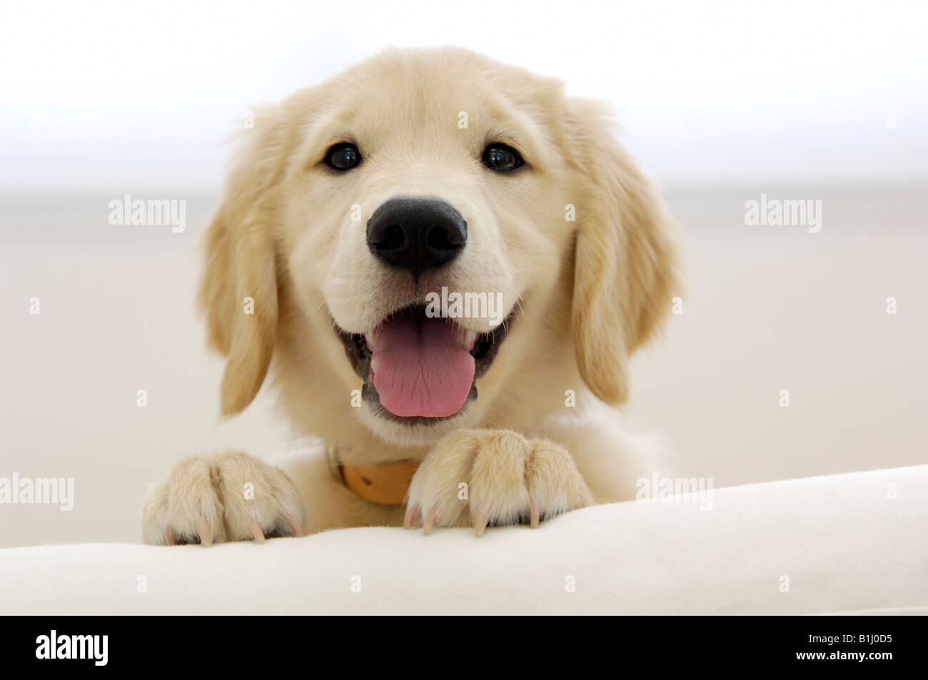 golden retriever tongue sticking out up of a golden retriever puppy sticking its tongue out stock photo royalty free golden retriever tongue sticking out up of a golden retriever puppy sticking its tongue out stock photo royalty free