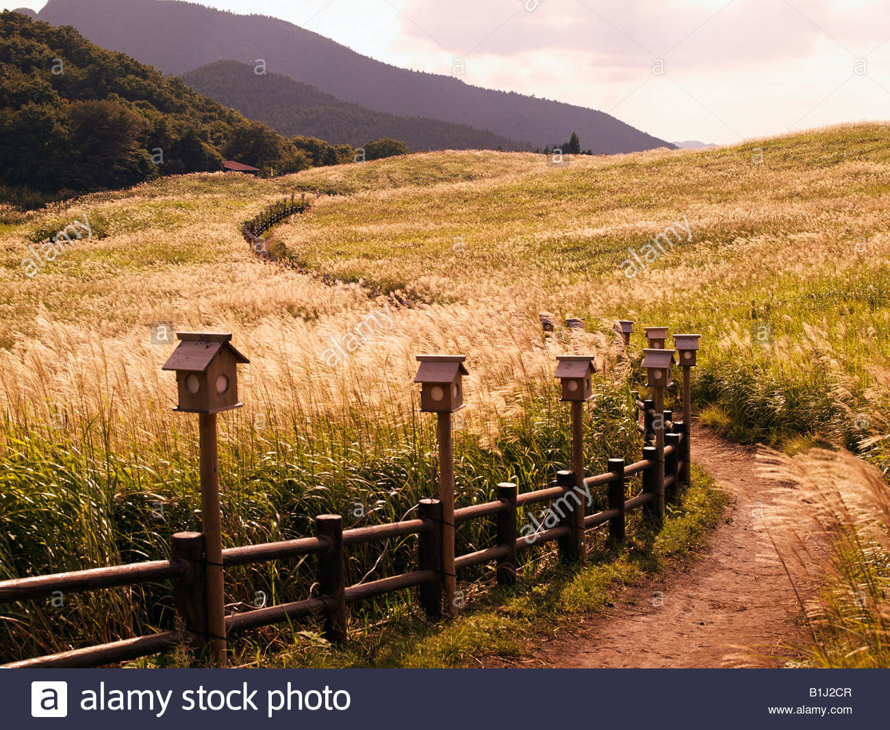 Soni plateau, Japanese pampas grass, Evening View, Soni village Stock