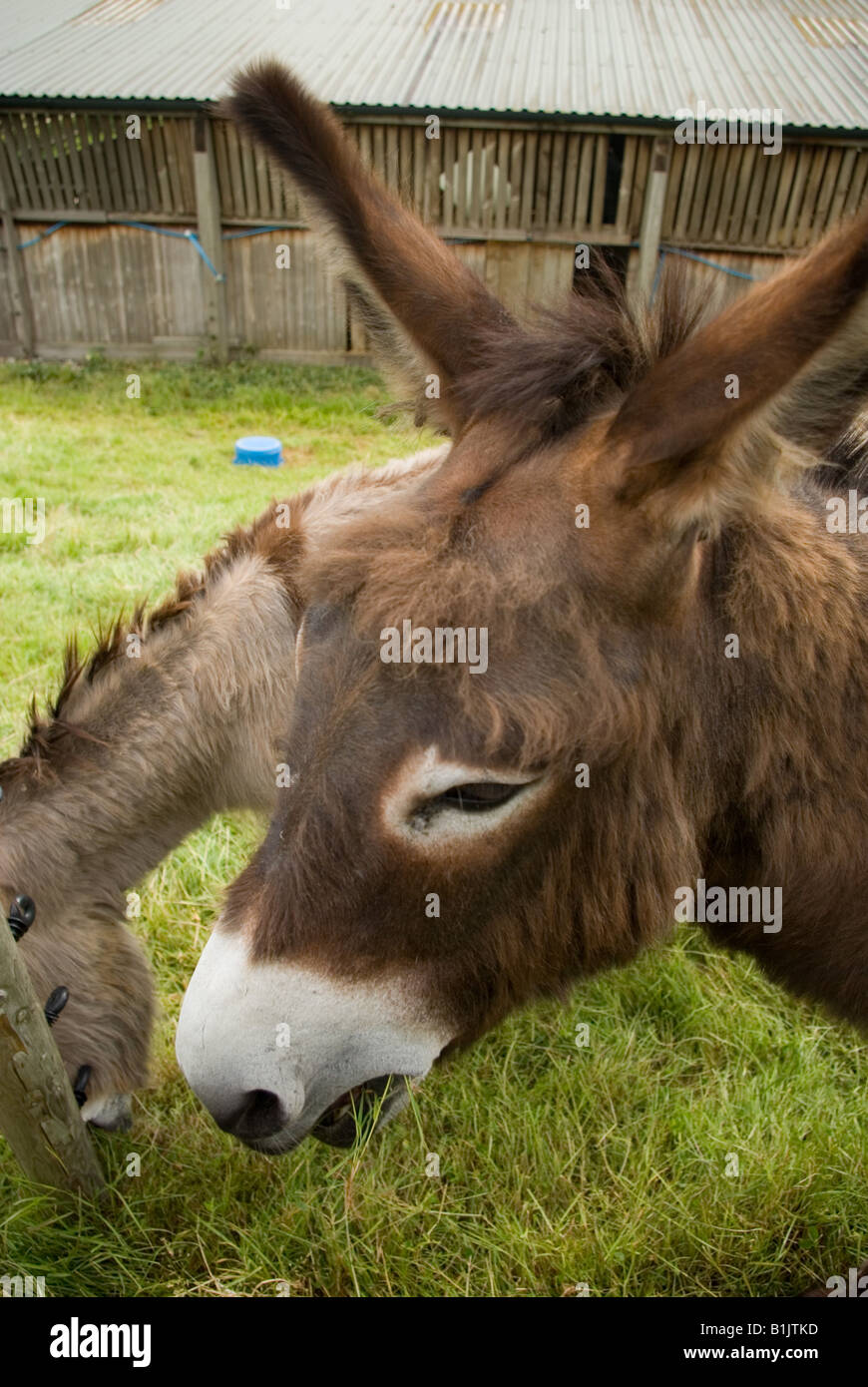 Donkeys eating Stock Photo, Royalty Free Image: 18239521 - Alamy