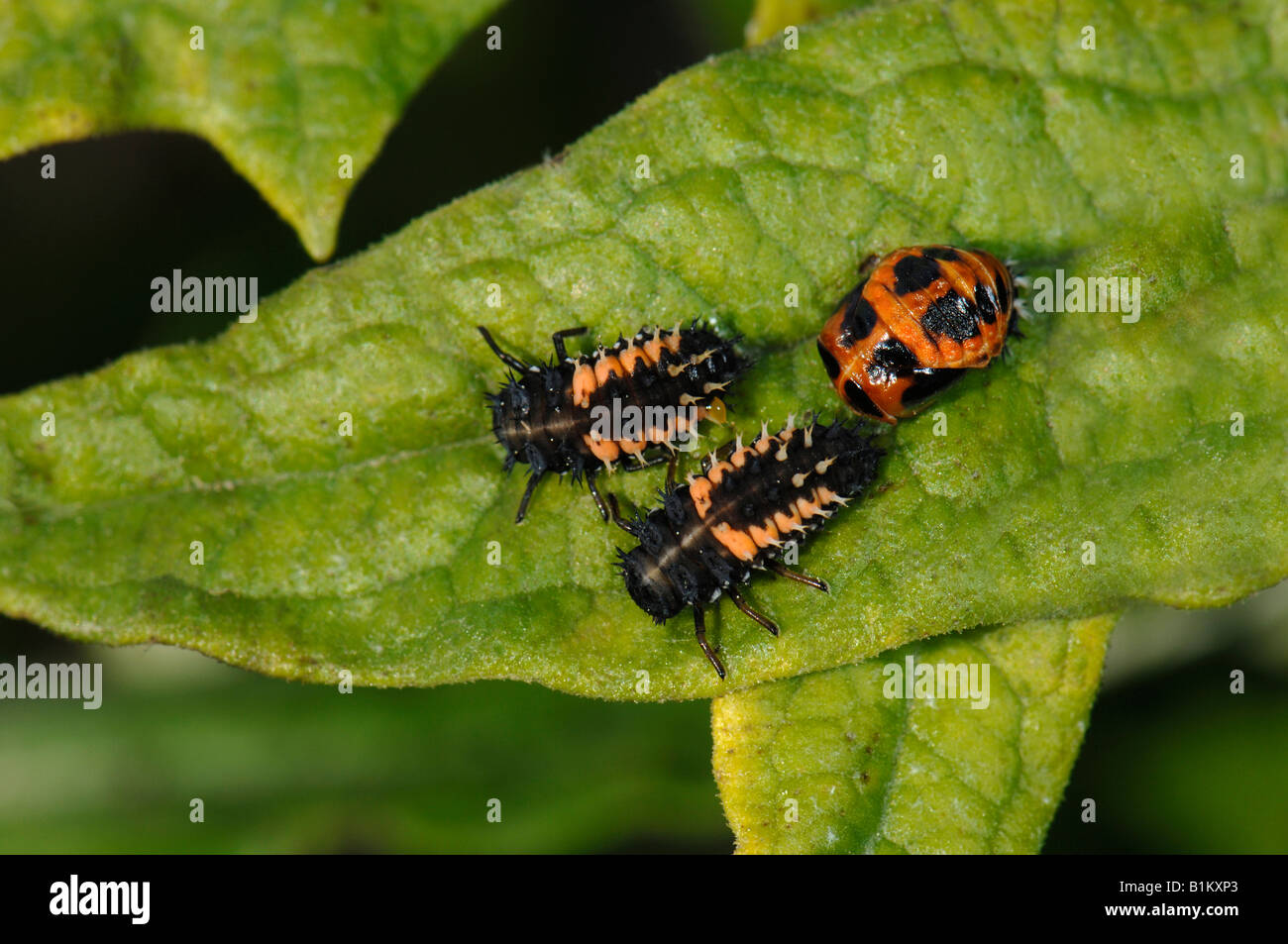 Asian Lady Beetle Larvae 97