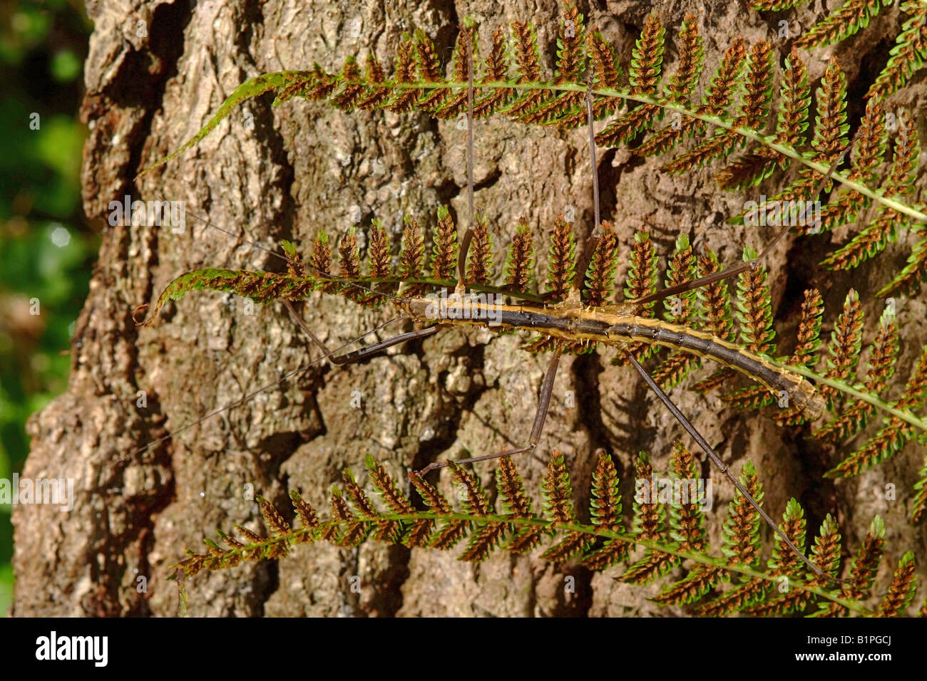 Homework help mimicry camouflage