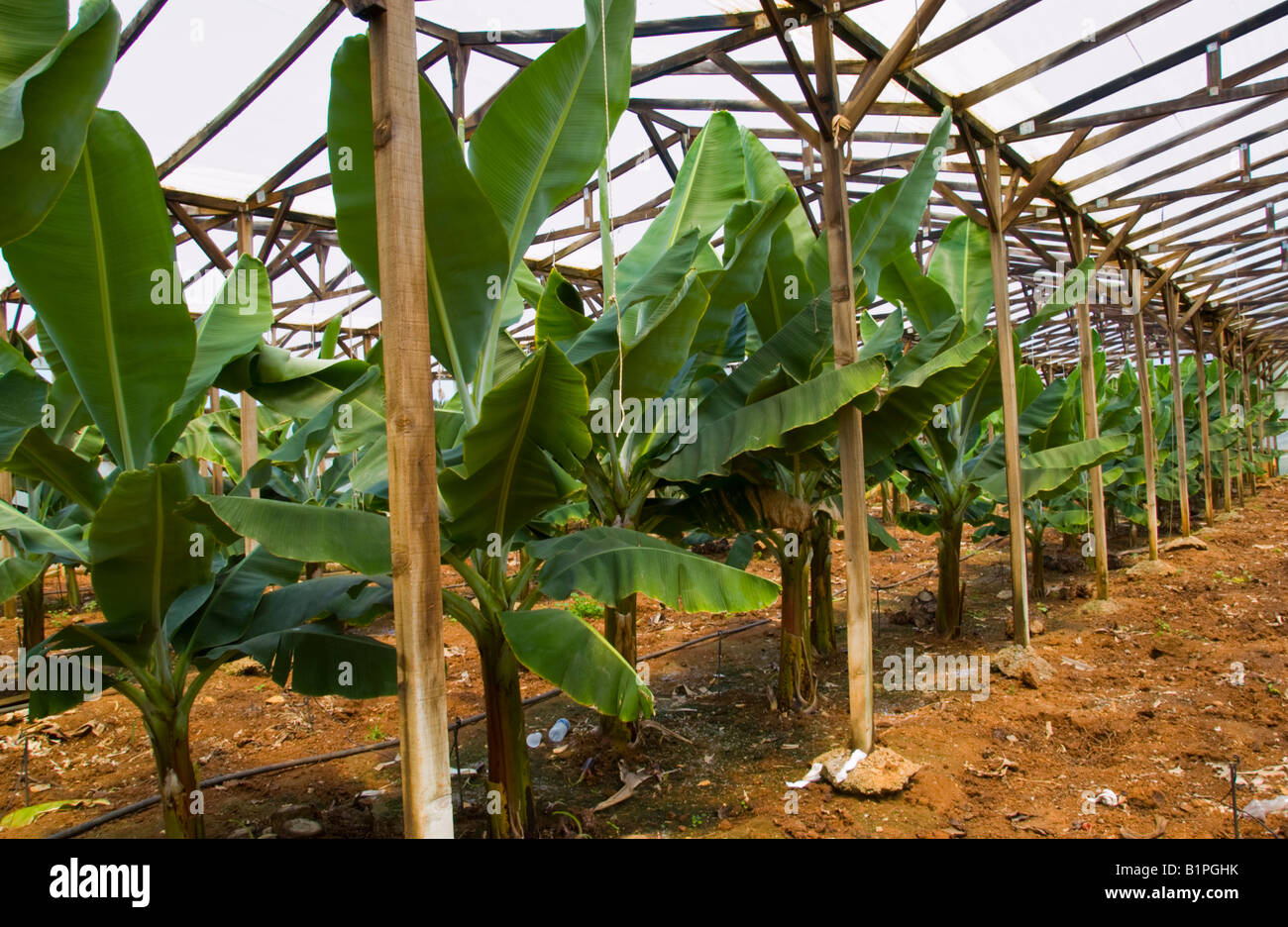 Bananas growing in polythene greenhouse near Malia on the Greek Stock Photo, Royalty Free Image