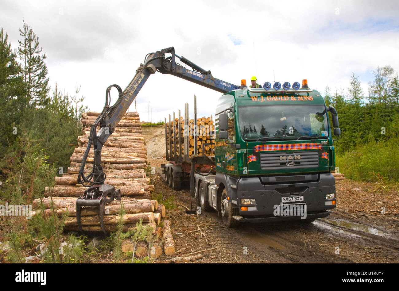 Scottish timber and commercial forestry harvesting operations in Stock