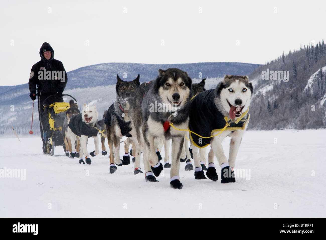 how do mushers their dogs for the iditarod tis the season tuesdailies runner s world community how do mushers their dogs for the iditarod tis the season tuesdailies runner s world community