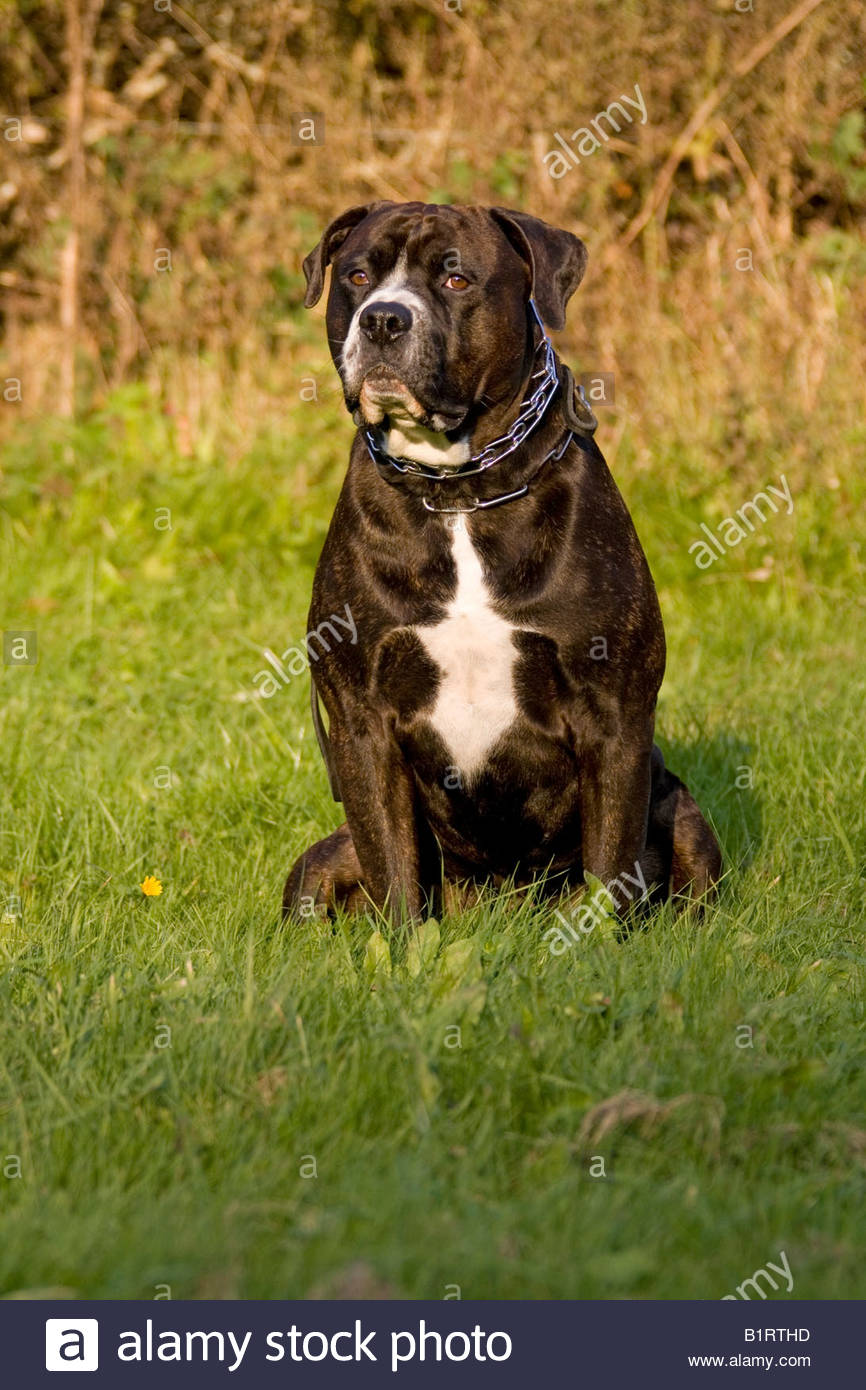 bulldog rottweiler mix rottweiler bulldog mix www pixshark images galleries with a bite bulldog rottweiler mix rottweiler bulldog mix www pixshark images galleries with a bite