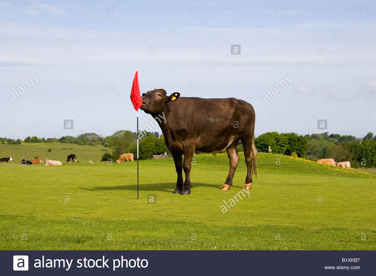 cattle-on-the-putting-green-on-minchinha