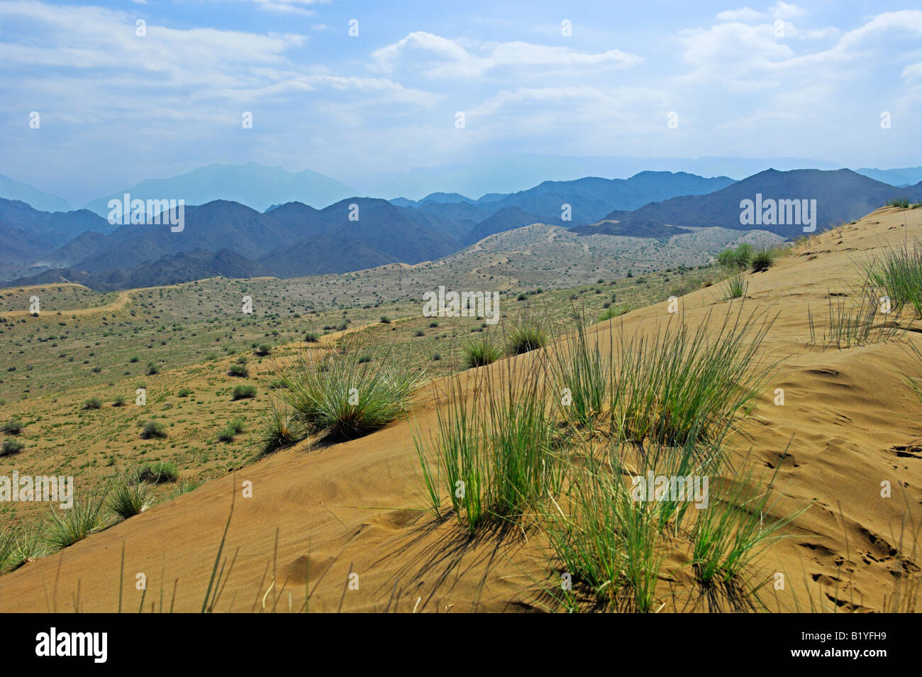 Plants growing on desert sand dunes near Al Abyad Oman Stock Photo