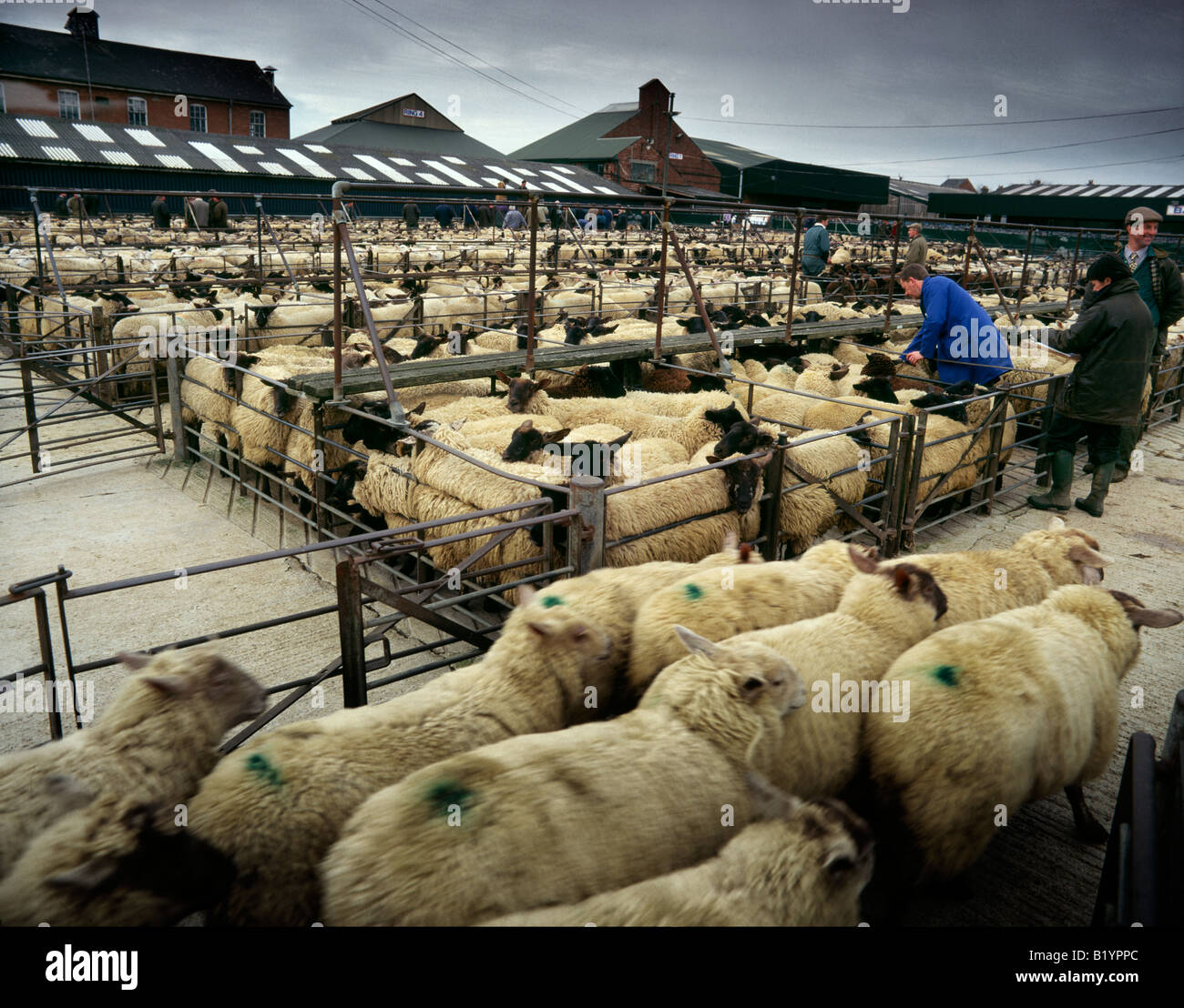 Sheep awaiting auction at a cattle market in Banbury, UK Stock Photo