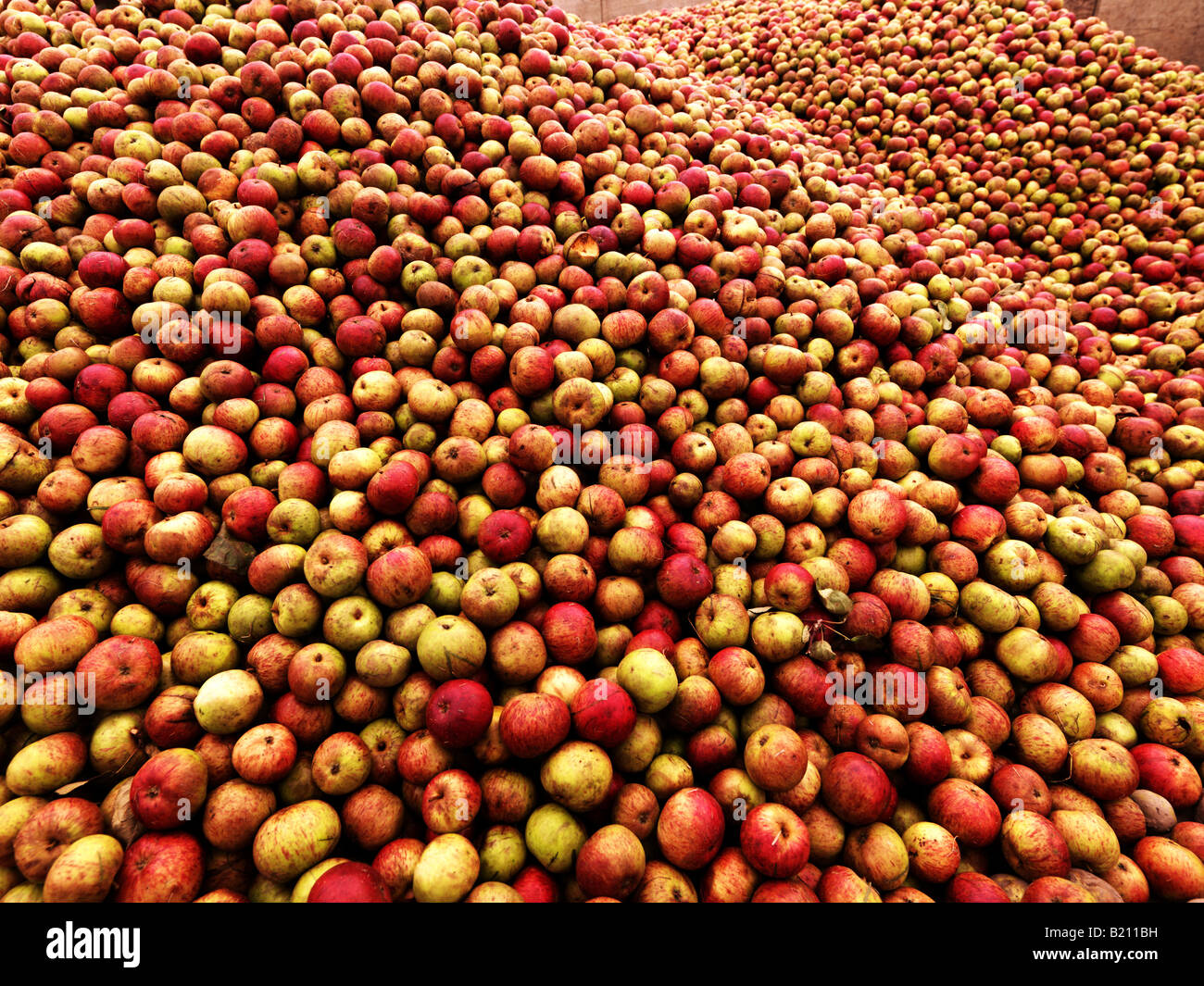 Huge Pile Of Cider Apples In A Field In Devon, Uk. High Resolution