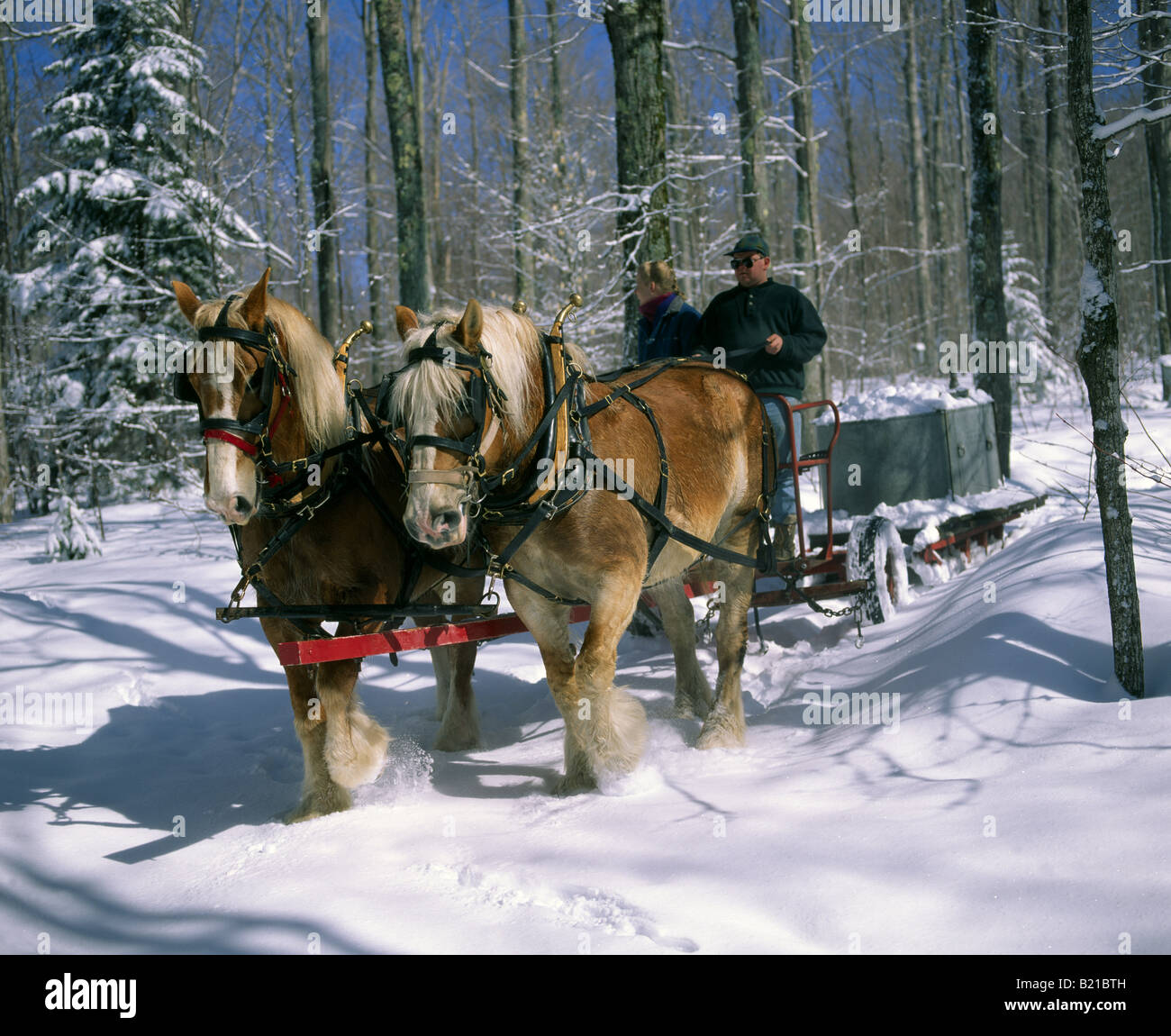 maple tree and horses maple sugaring two team pulling collection tank back to sugar stock photo royalty free maple tree and horses maple sugaring two team pulling collection tank back to sugar stock photo royalty free