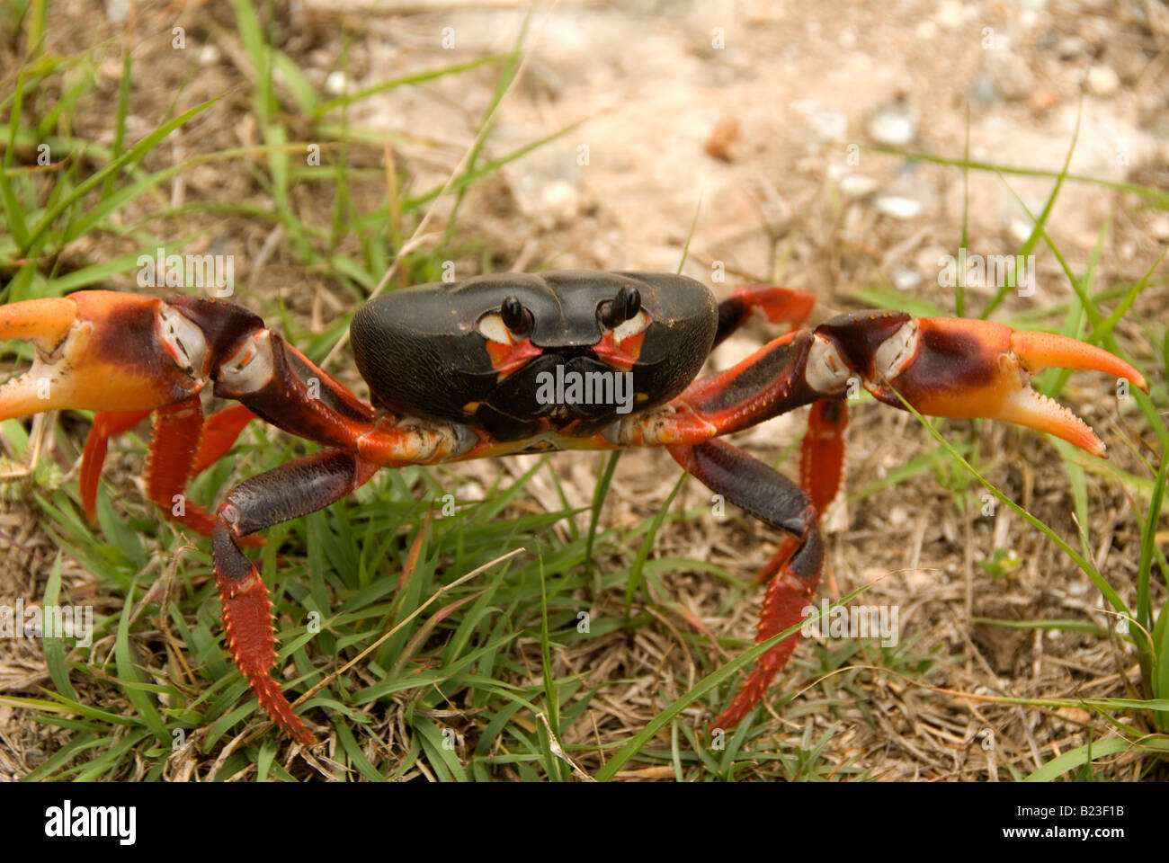 Gecarcinus ruricola land crab, Cuba Stock Photo, Royalty Free Image