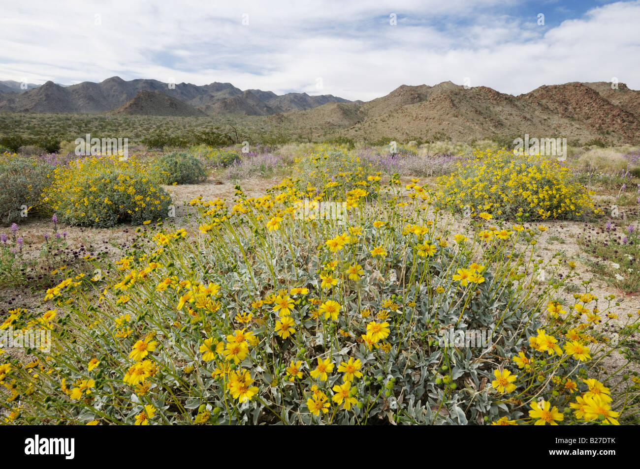 Desert in bloom with Brittlebush Encelia farinosa Arizona lupine Stock