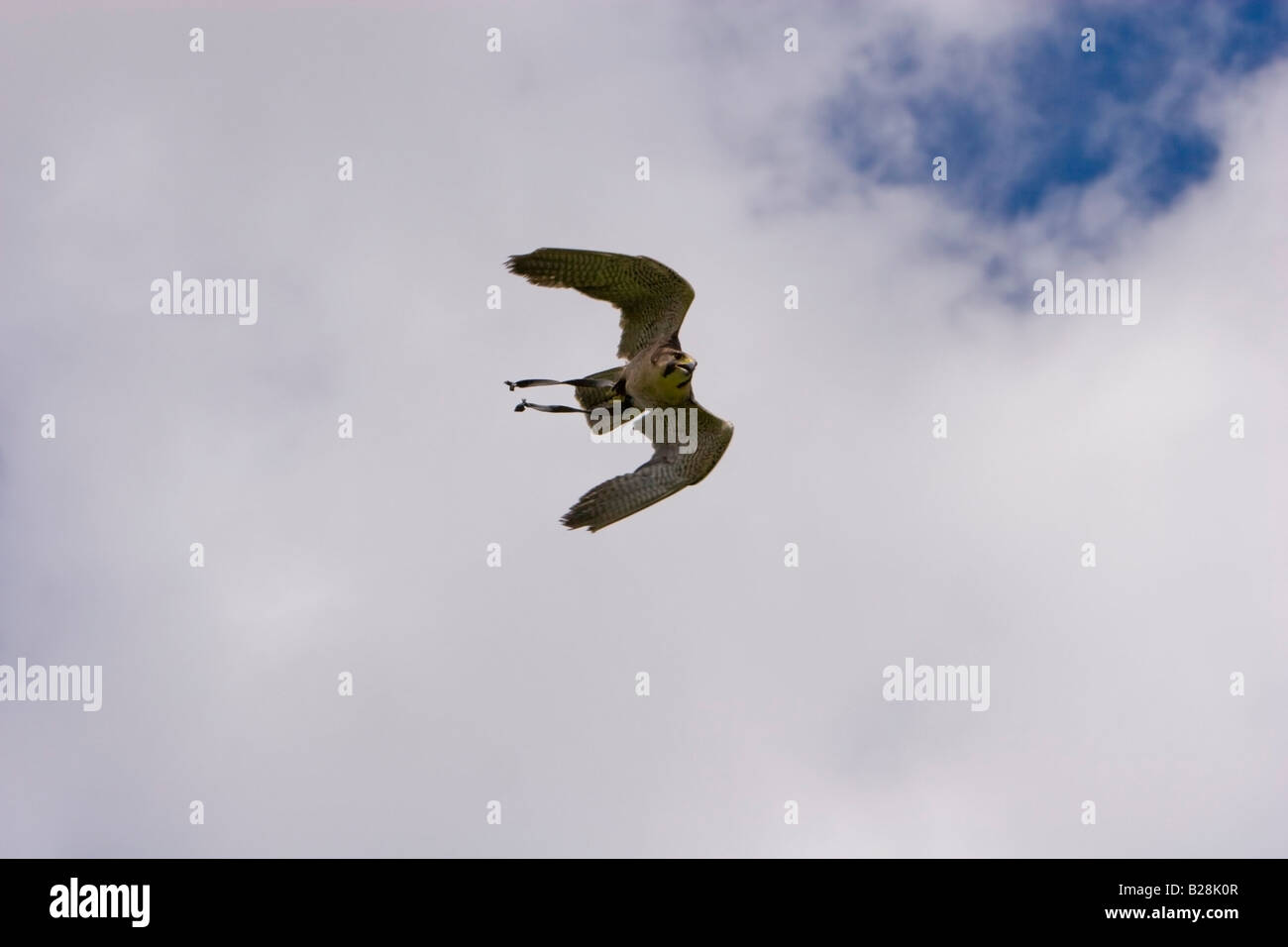 Peregrine Lanner Falcon Cross Hi Res Stock Photography And Images Alamy