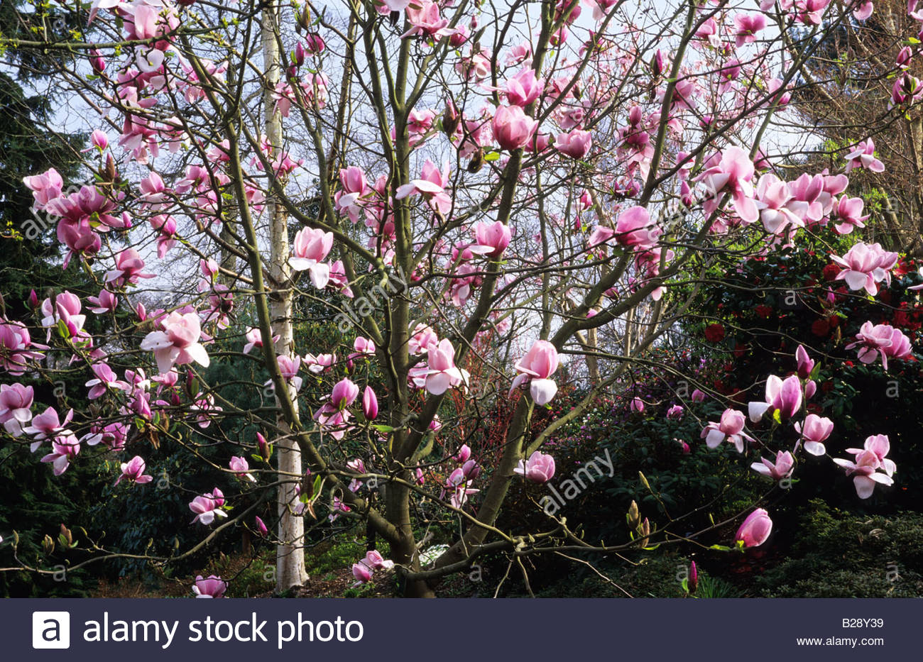 Magnolia Atlas Stock Photo, Royalty Free Image: 18636557 - Alamy