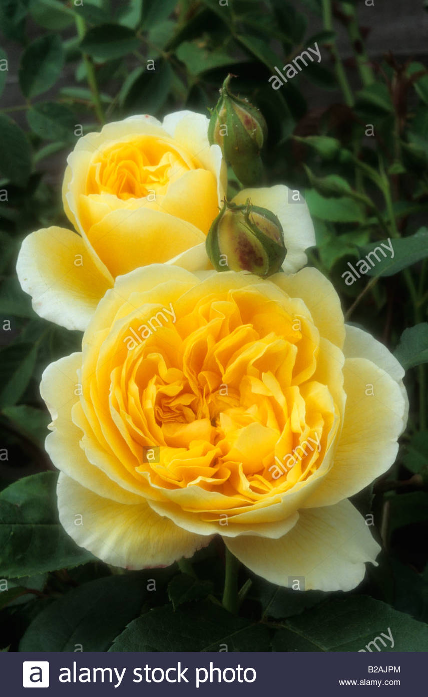 David Austin rose Rosa Charlotte Stock Photo, Royalty Free Image