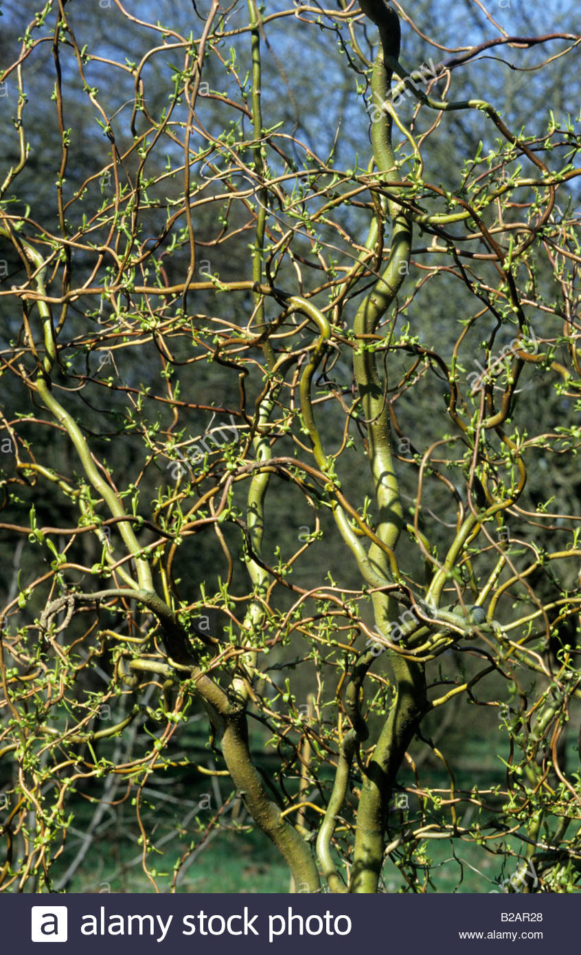 corkscrew willow Salix matsudana Tortuosa Stock Photo, Royalty Free