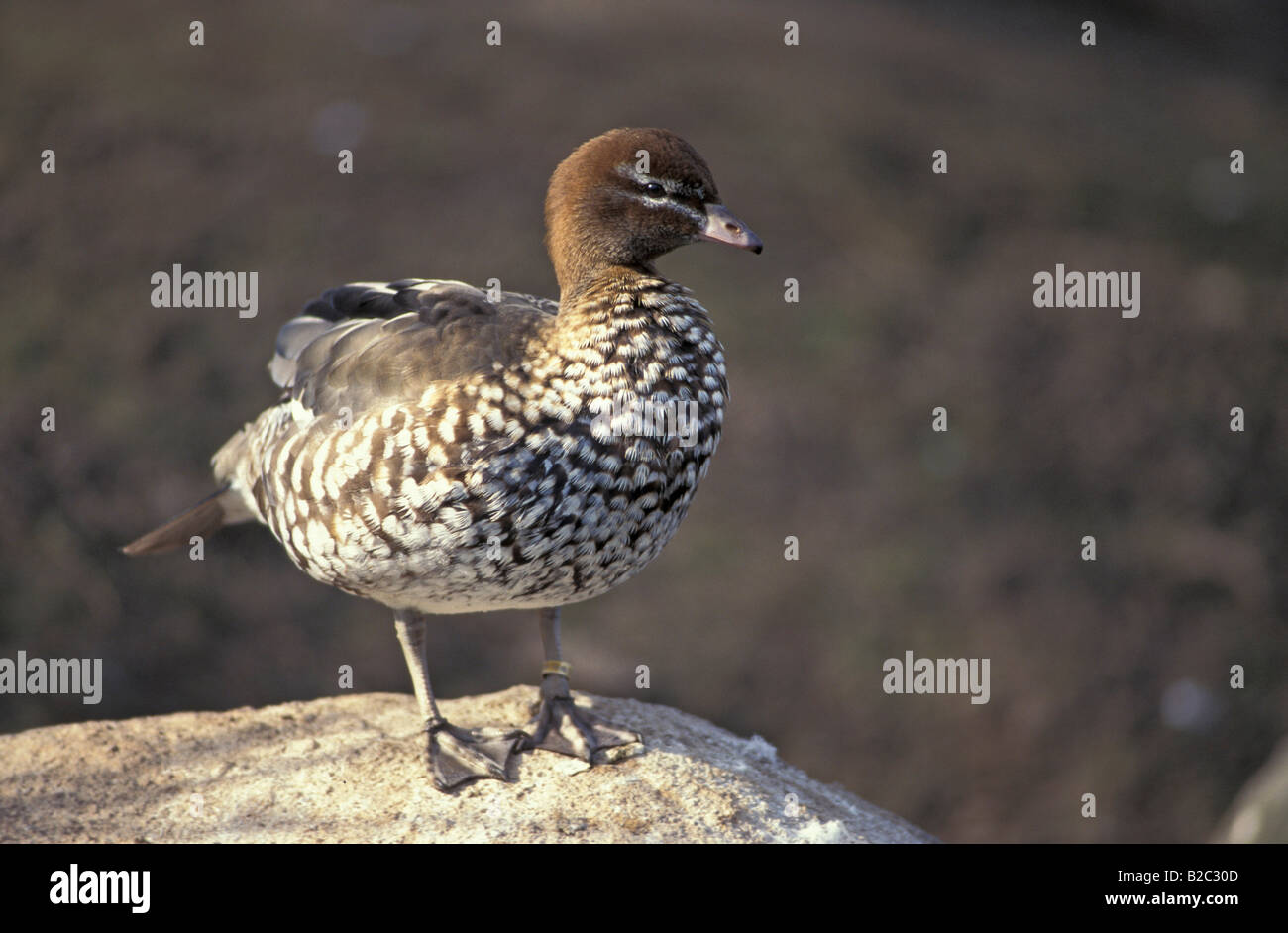 Australian Wood Duck Maned Duck Chenonetta Jubata Gander Male