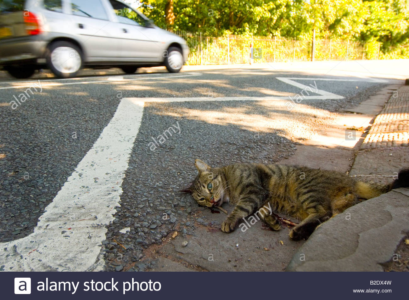 Dead cat lying at side of road, killed by car, UK Stock Photo, Royalty