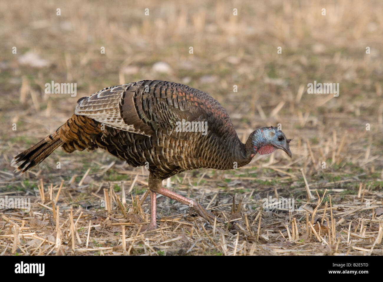 Hen eastern Wild Turkey Stock Photo, Royalty Free Image 18751613 Alamy