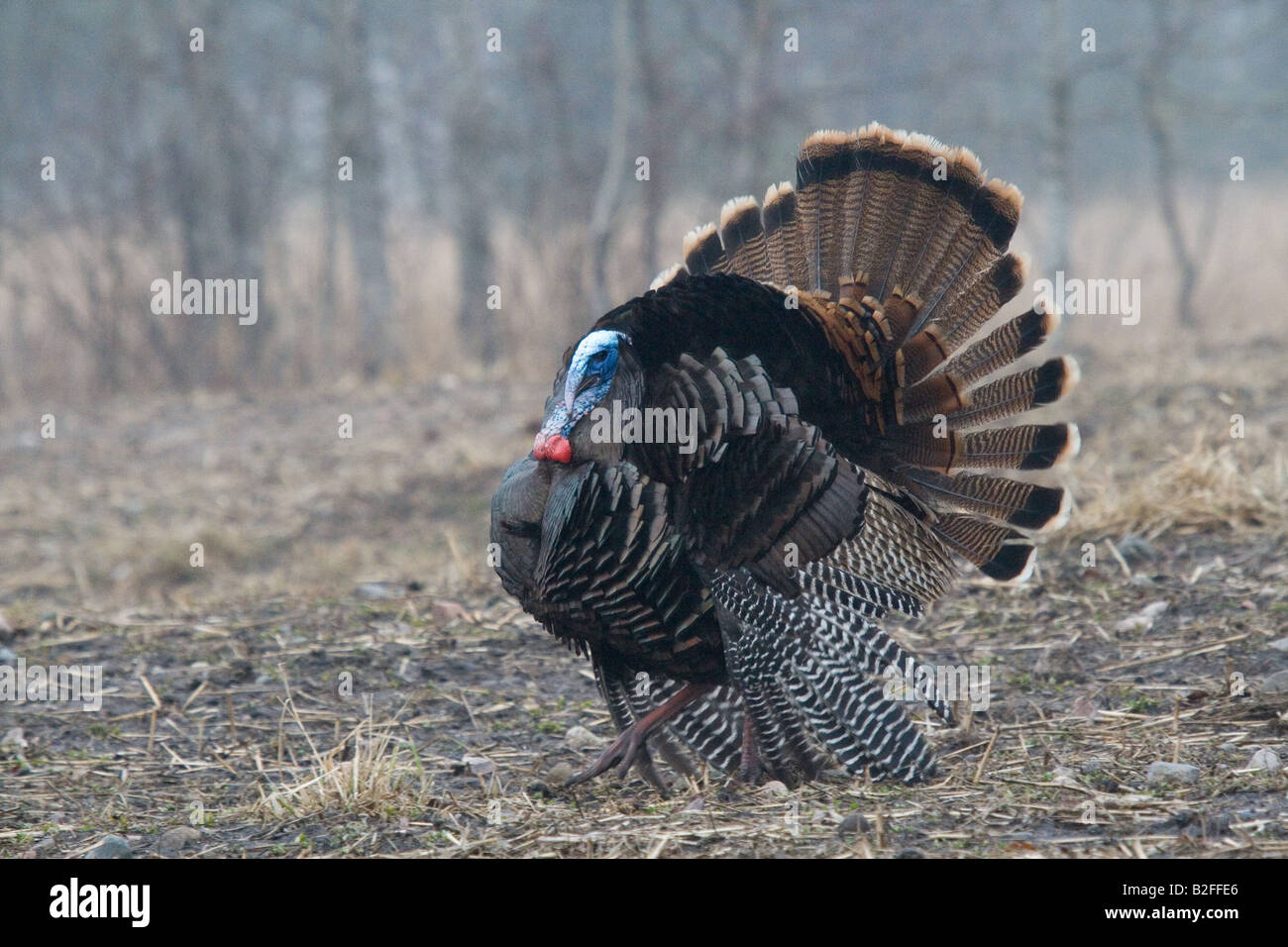 Jake eastern wild turkey in spring Stock Photo, Royalty Free Image