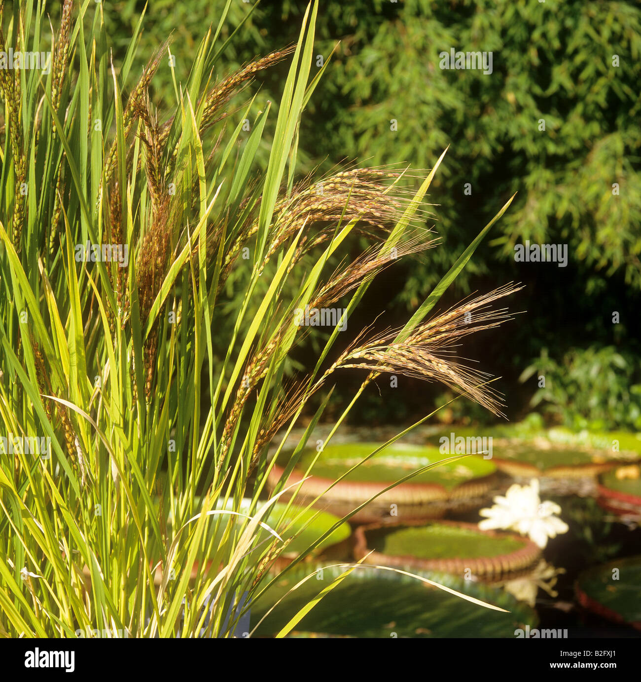 how to plant rice how to plant rice