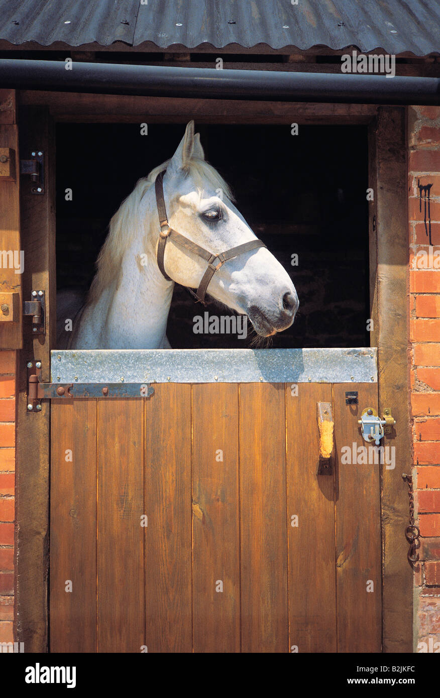Horse in the stable looking out through open stable door Stock Photo, Royalty Free Image