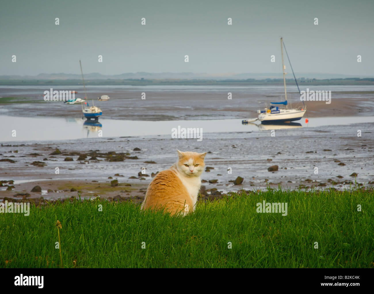 cat-sitting-on-grass-with-muddy-estuary-
