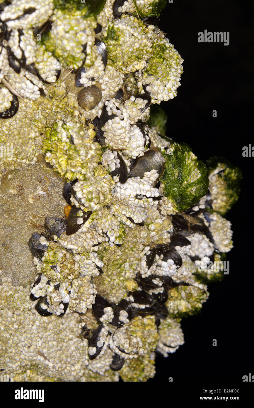 Barnacles Mussel Shell Hi Res Stock Photography And Images Alamy