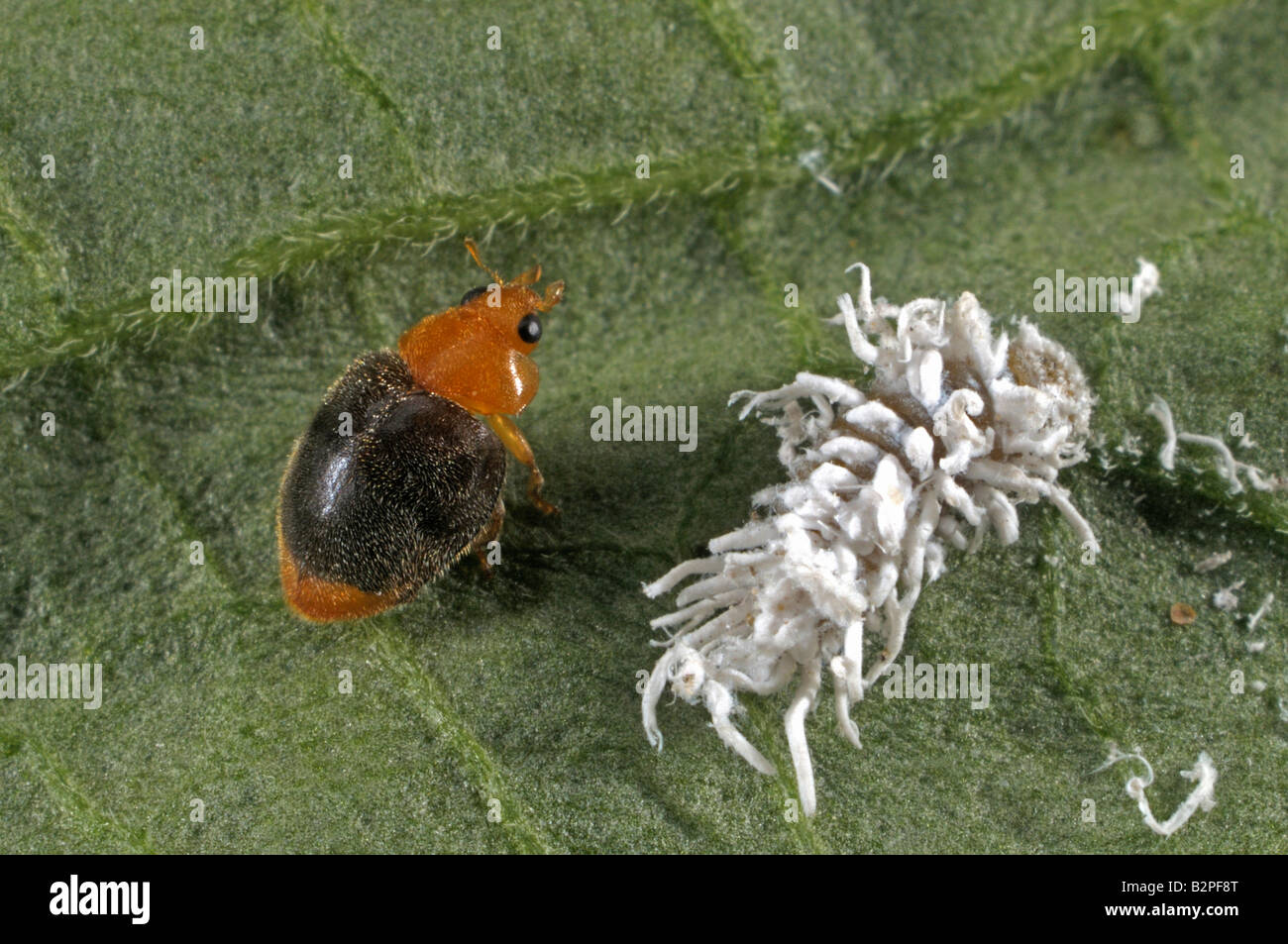 Mealybug Destroyer (Cryptolaemus montrouzieri), beetle and larva on