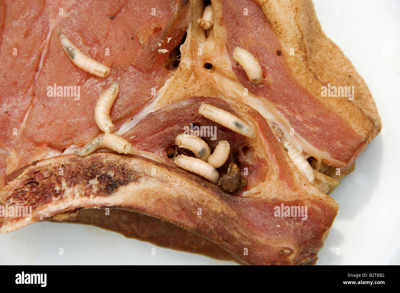 the science of meat and maggots 2department of animal science and fisheries, university of port harcourt, that amino acid profile of maggot meal is similar to that of fish meal and meat meal,. the science of meat and maggots 2department of animal science and fisheries, university of port harcourt, that amino acid profile of maggot meal is similar to that of fish meal and meat meal,.