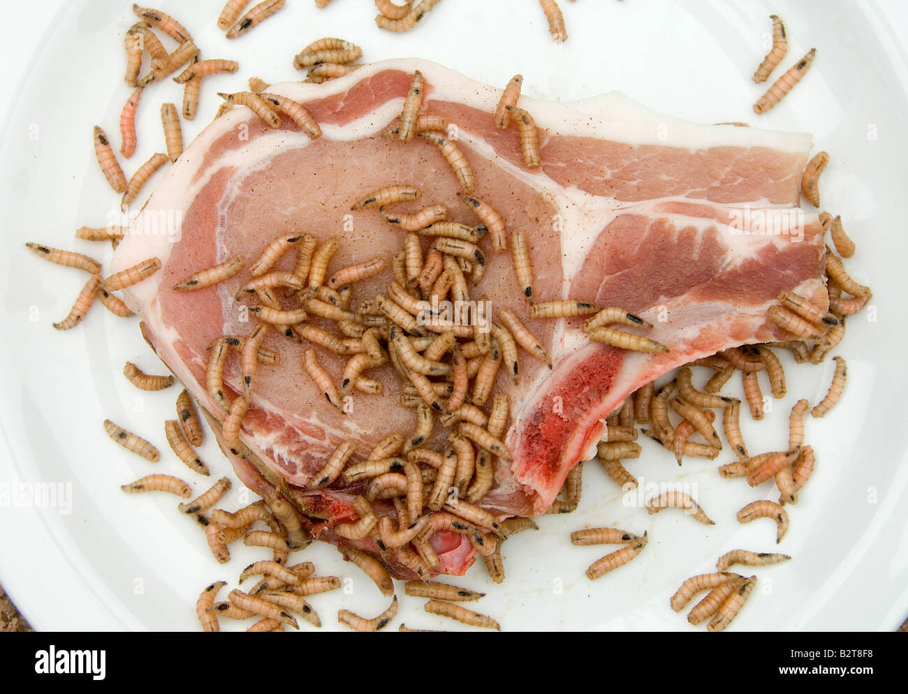 meat and maggots Prior to the 1600s, laymen and scientists alike commonly accepted that living organisms could be produced from nonliving organisms this belief, known as spontaneous. meat and maggots Prior to the 1600s, laymen and scientists alike commonly accepted that living organisms could be produced from nonliving organisms this belief, known as spontaneous.