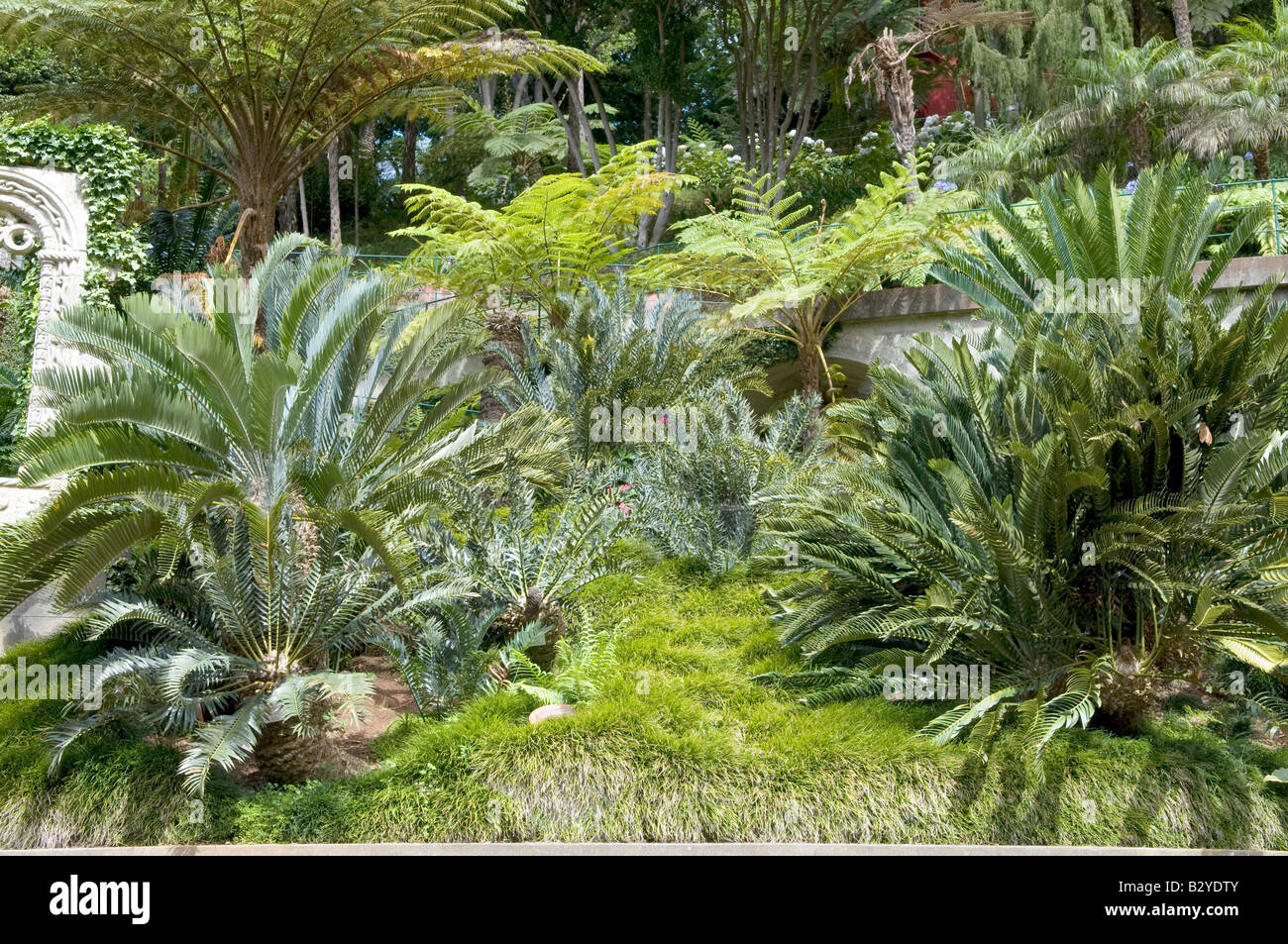 Various Ferns & Palms Stock Photo, Royalty Free Image 19043275 Alamy