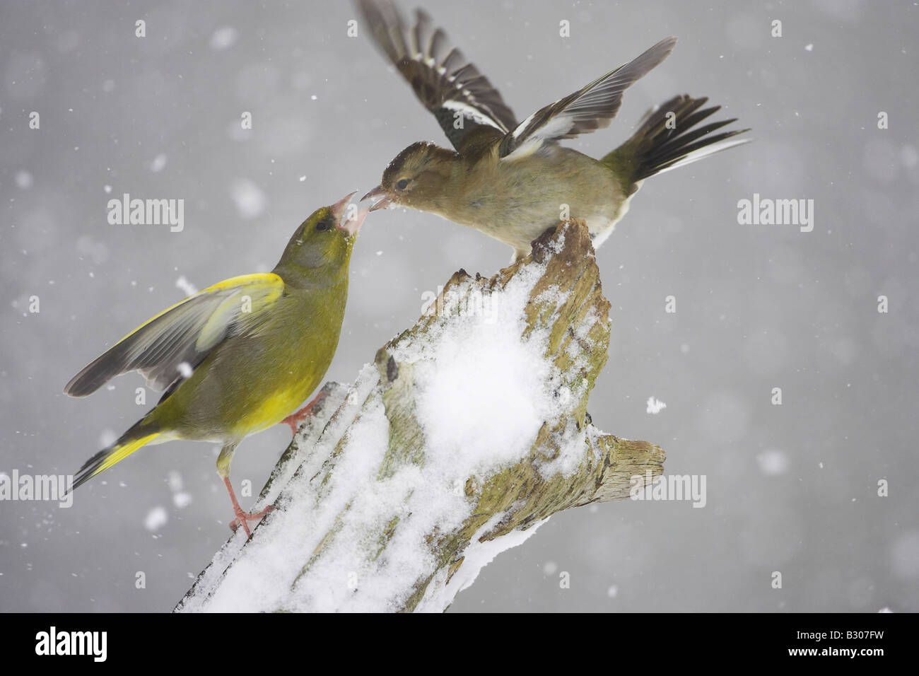 greenfinch-carduelis-chloris-male-fighting-with-chaffinch-fringilla-B307FW.jpg