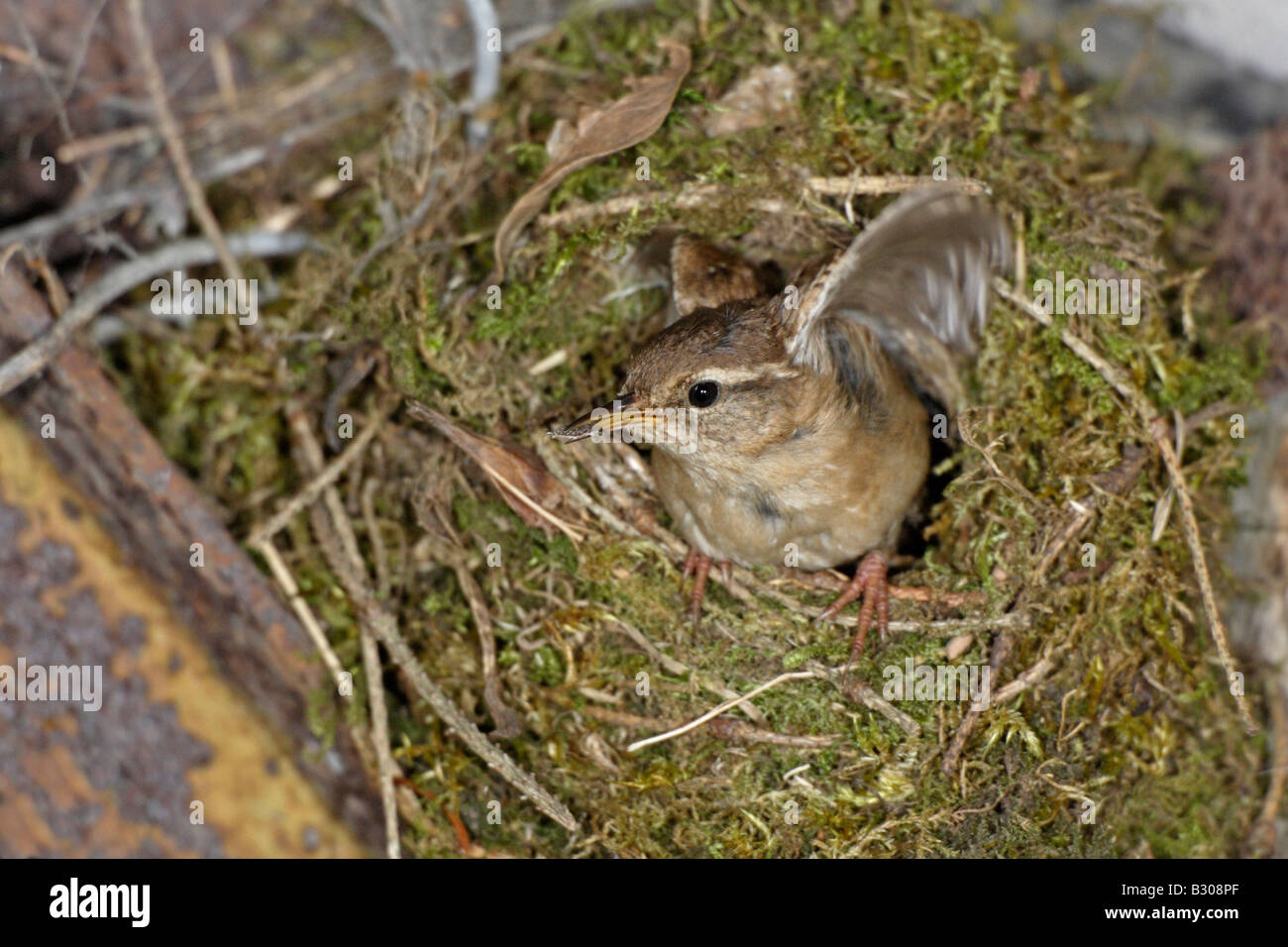 winter wren at nest stock photo royalty free image winter wren at nest stock photo royalty free image