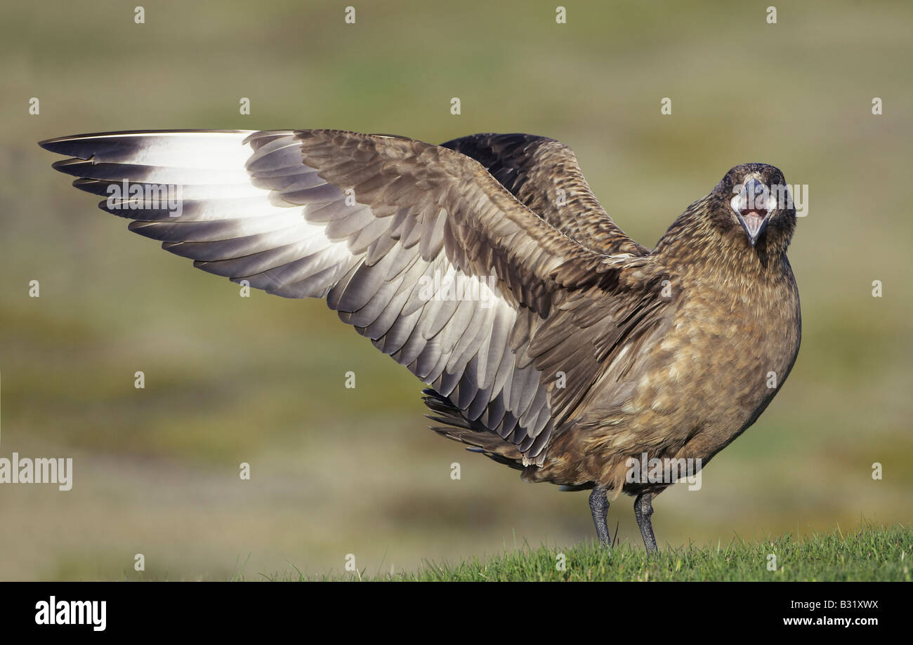 Great Skua Stercorarius Skua Adult Displaying On Breeding Territory