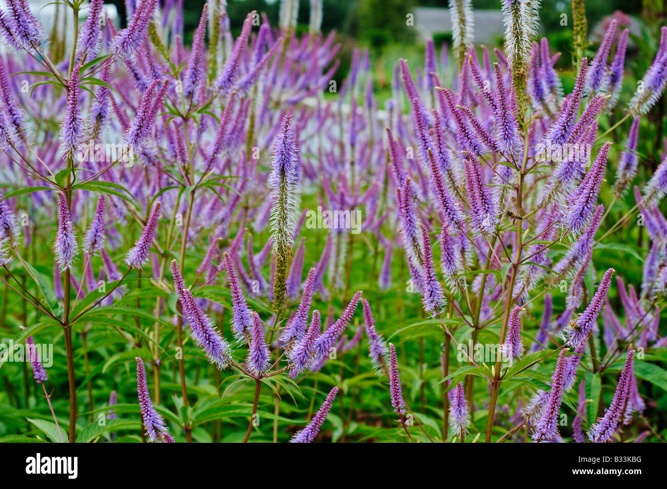 veronicastrum virginicum fascination stock photo royalty veronicastrum virginicum fascination stock photo royalty