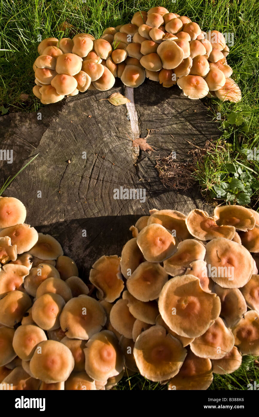Fungus-growing-on-an-old-tree-stump-B388