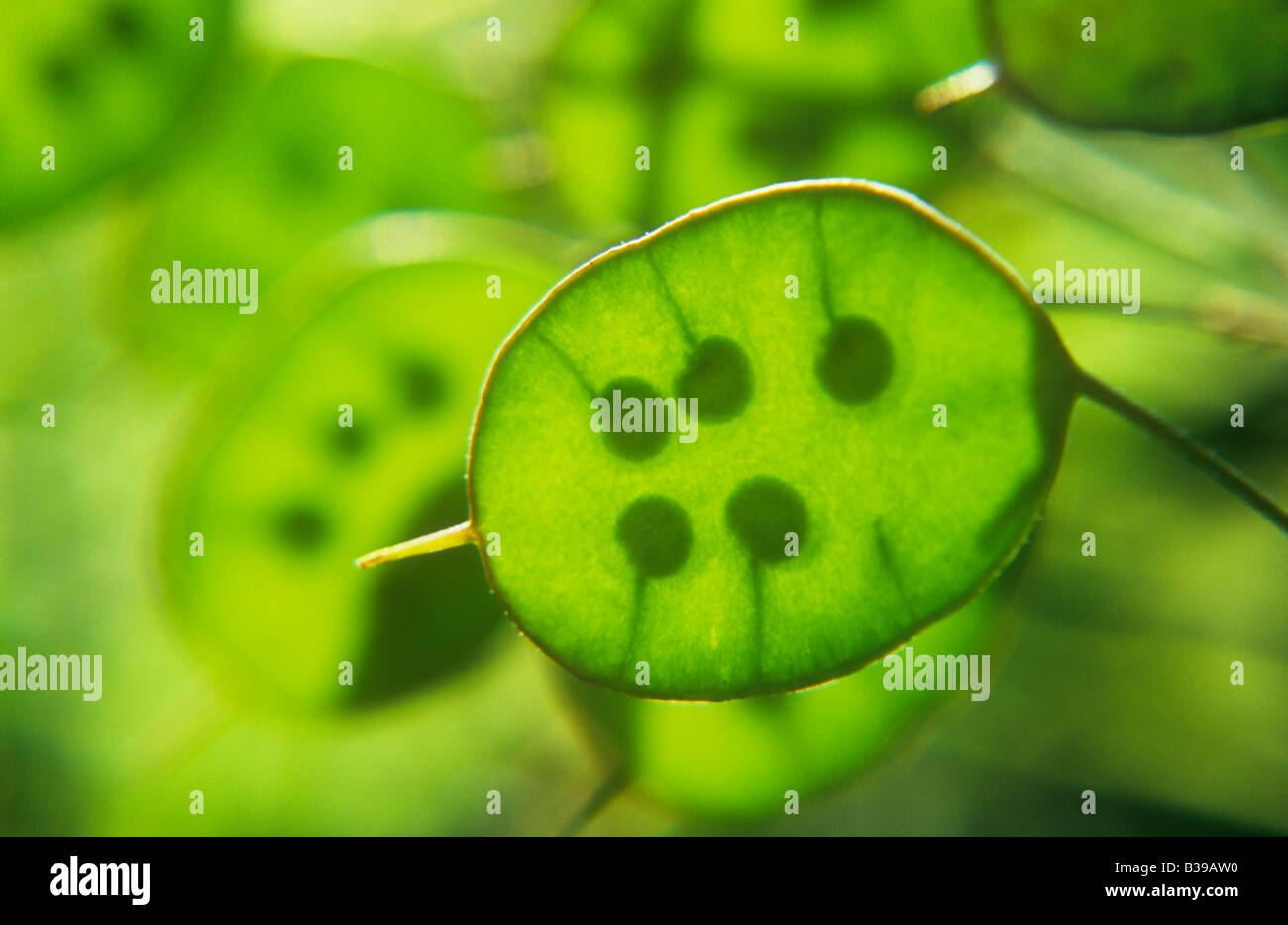 close-up-of-backlit-fresh-green-flat-seed-pods-of-biennial-plant-stock