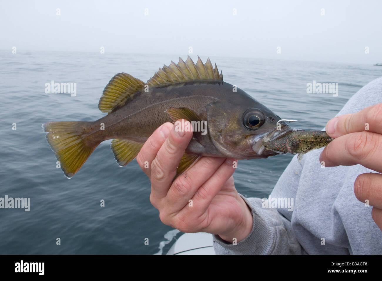 Yellowtail Rockfish (Sebastes flavidus Stock Photo, Royalty Free Image