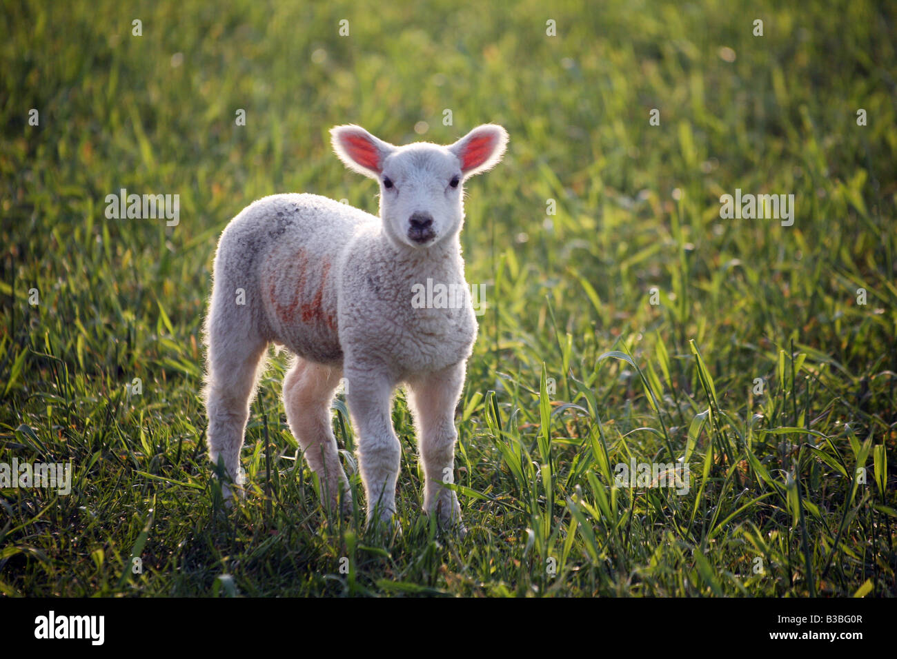 Spring_Lamb_standing_in_field_looking_at