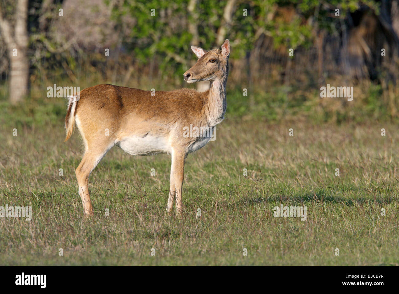 Adult female deer